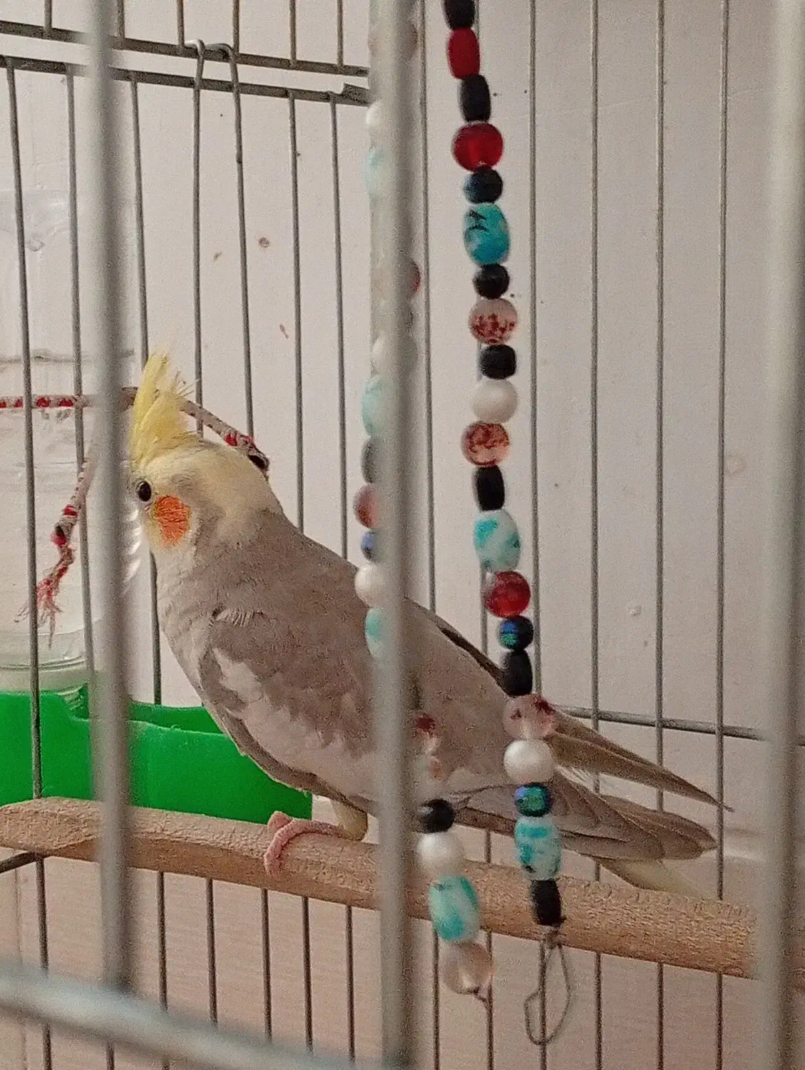 جوجه عروس هلندی|پرنده|خمینیشهر, |دیوار