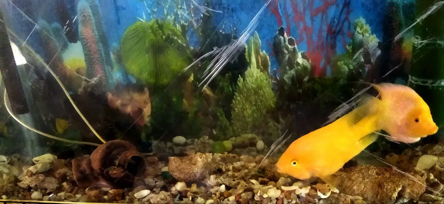 ماهی آکواریوم|ماهی|محمدشهر, محمدشهر|دیوار