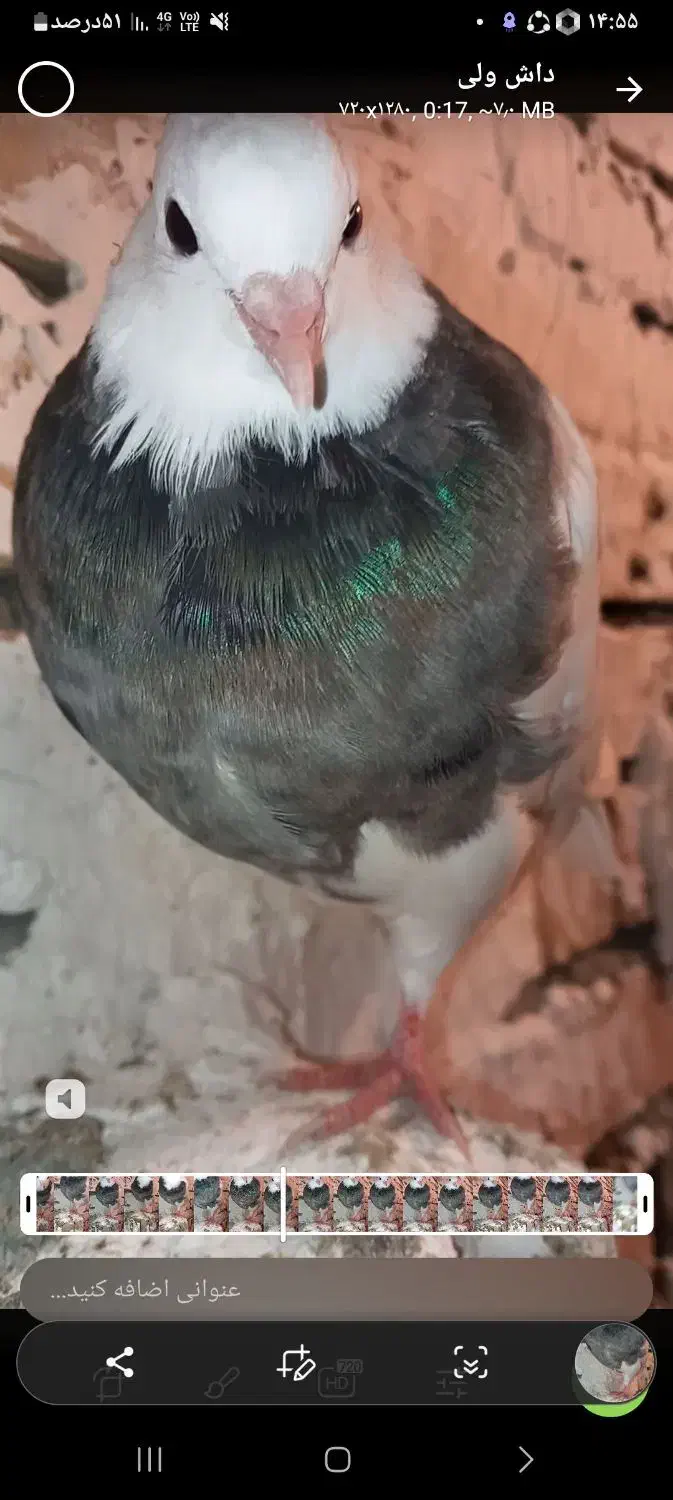 طوقی|پرنده|درگز, |دیوار