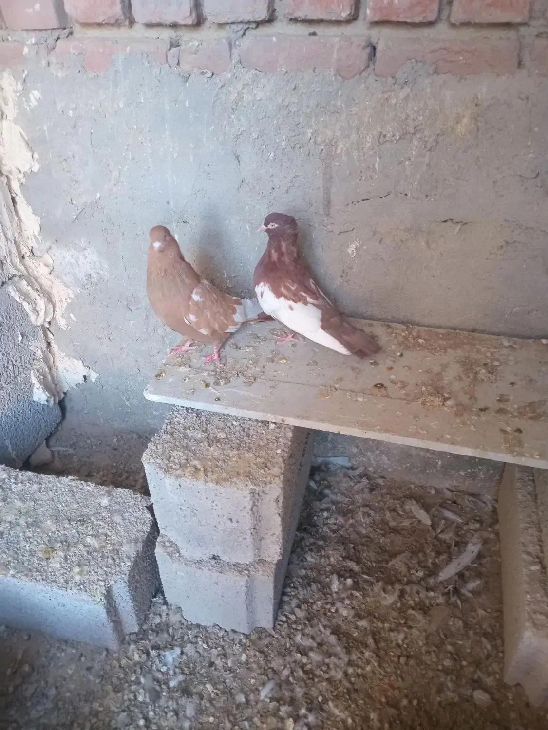 کبوتر سینه ای|پرنده|آذرشهر, |دیوار