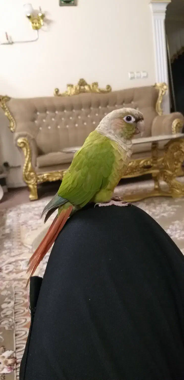 طوطی گرینچیک با عروس هلندی|پرنده|قزوین, |دیوار