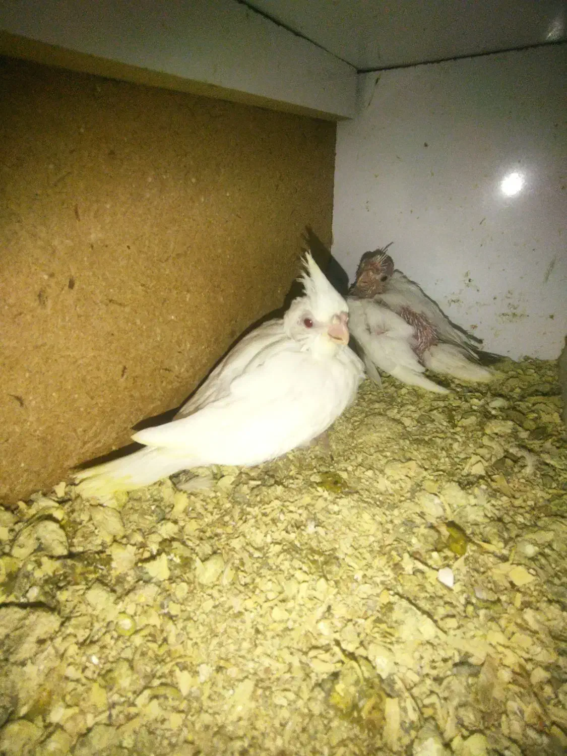 فروش جوجه عروس هلندی آلبینو و وایت فیس|پرنده|آبادان, |دیوار