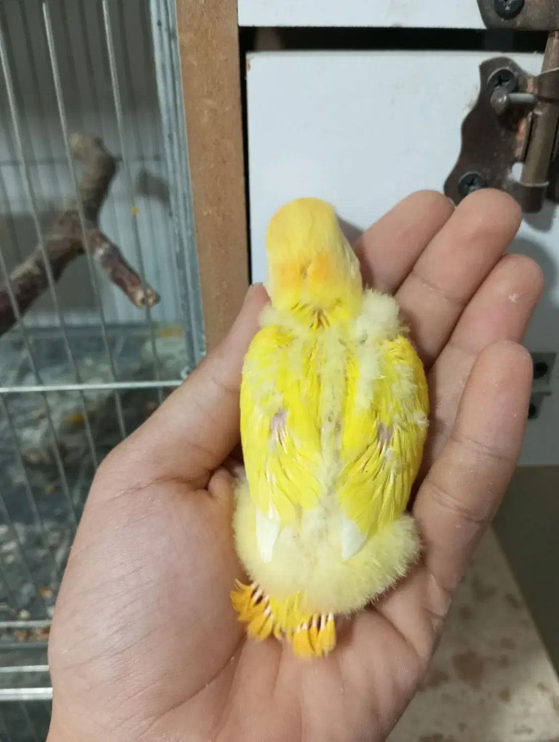 طوطی برزیلی سرلاکی|پرنده|ارومیه, |دیوار