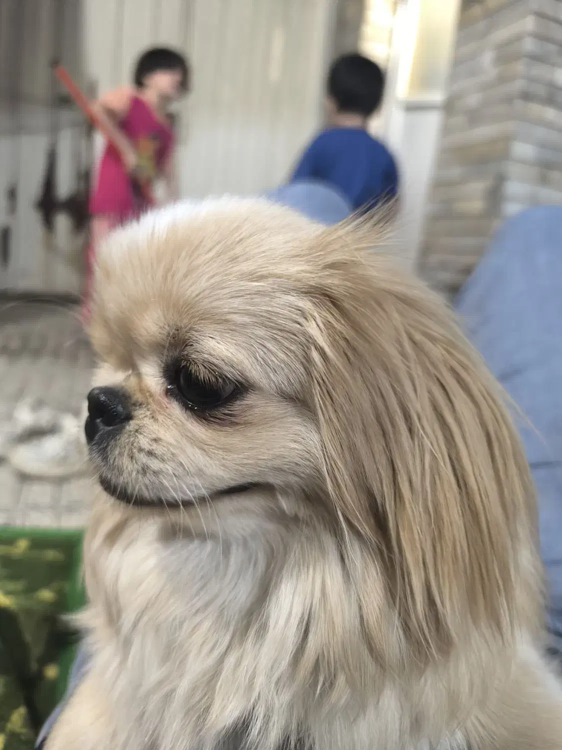 سگ امپریال پیکینز|سگ|اصفهان, کوی امیریه|دیوار