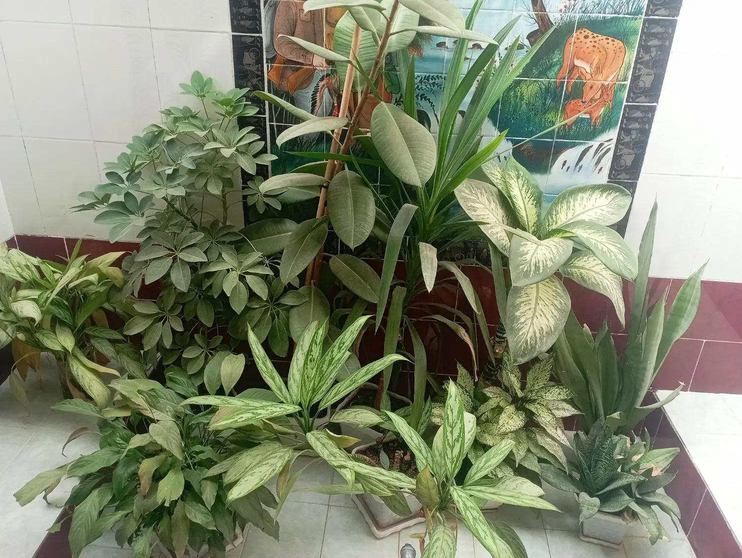 گل طبیعی|گل و گیاه طبیعی|یاسوج, |دیوار