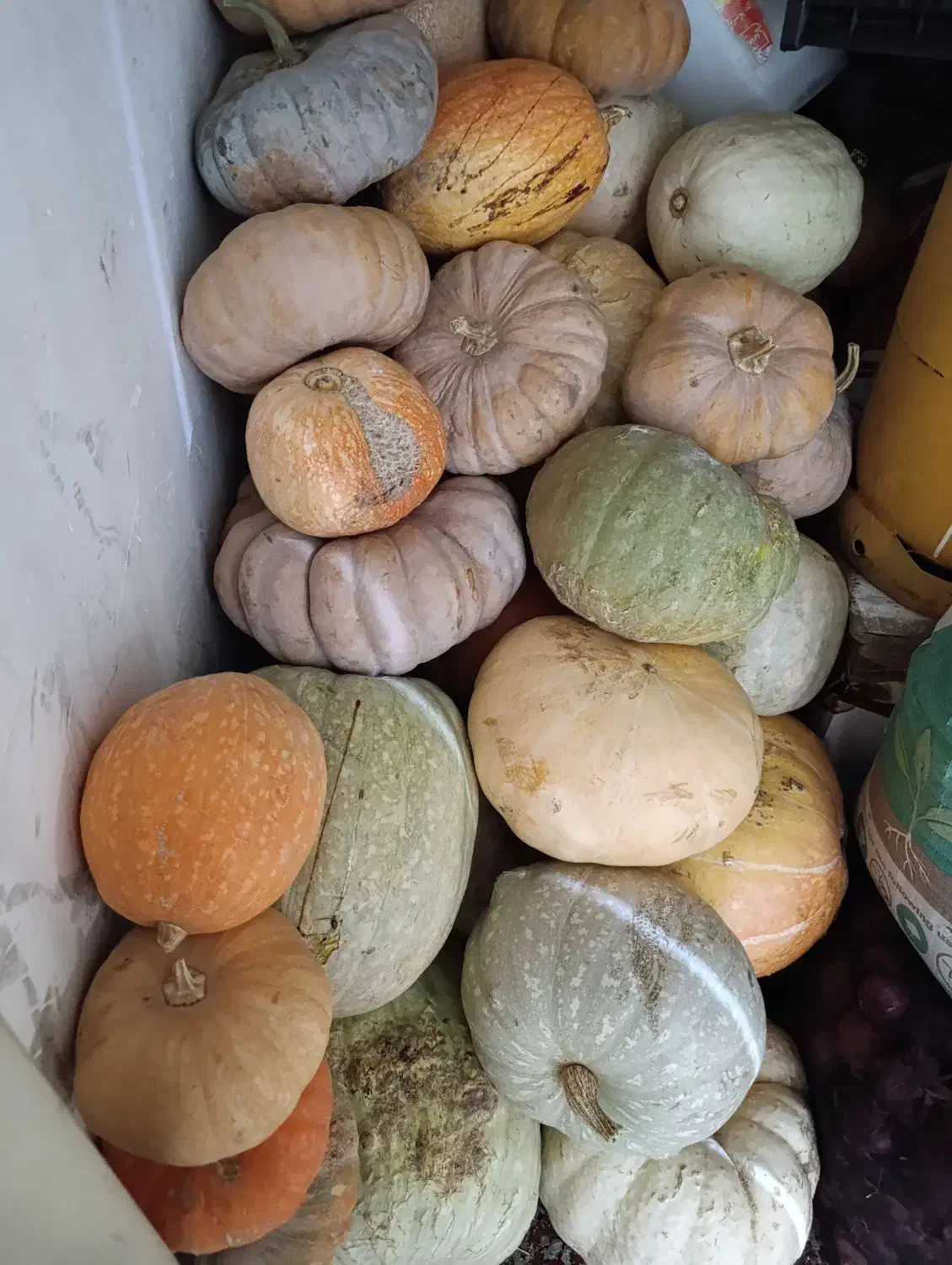 کدوحلوای|خوردنی و آشامیدنی|سهند, |دیوار