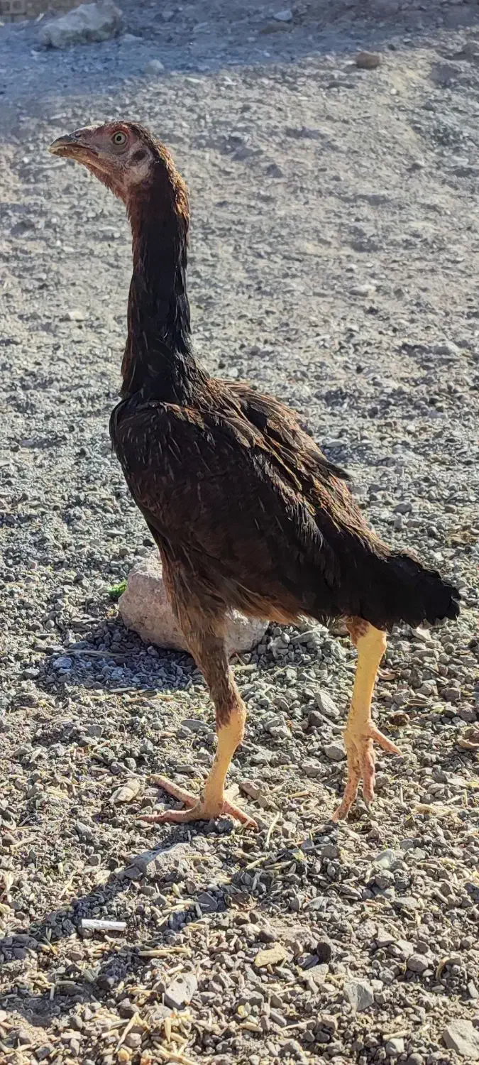 یک جفت جوجه لاری|حیوانات مزرعه|رباط‌کریم, رباط‌کریم|دیوار