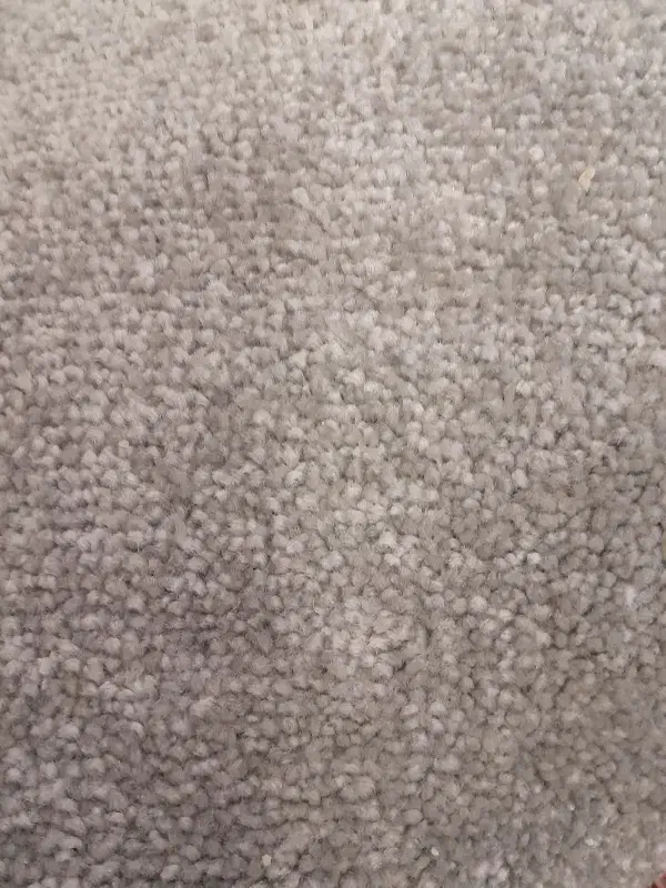 پالاز موکت دو عدد ۱۲ متری|موکت|گرگان, |دیوار