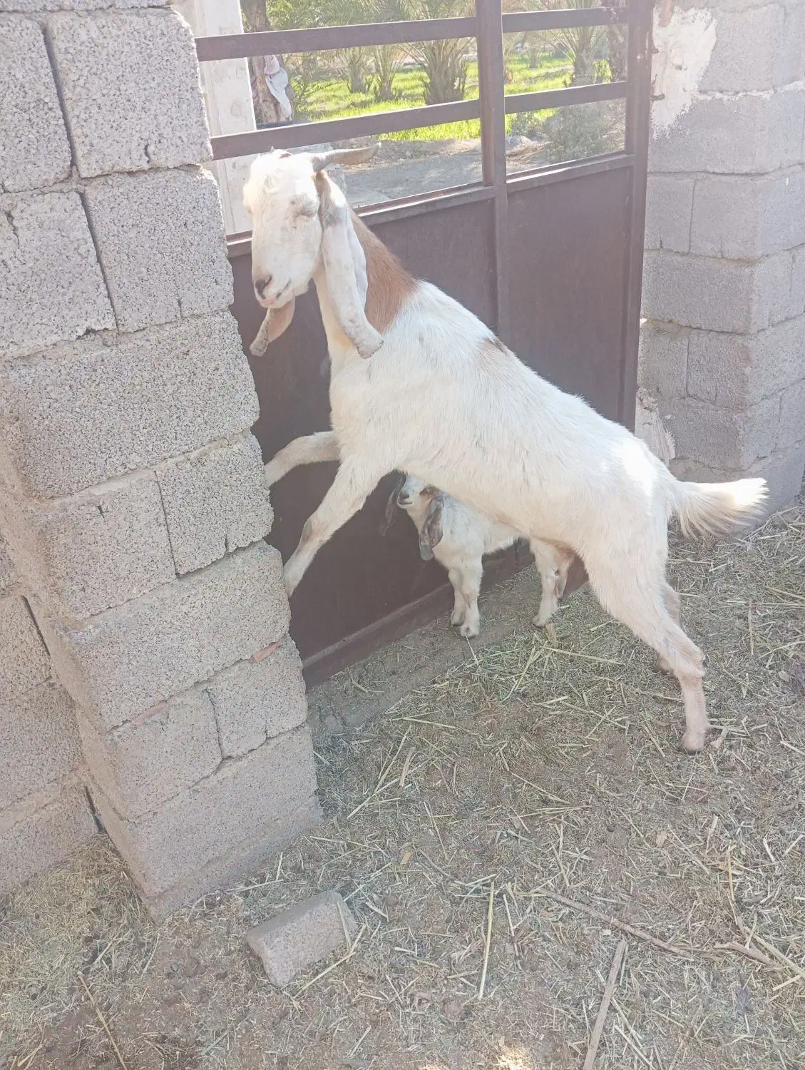 بز کهره پاکستانی|حیوانات مزرعه|بلوک, |دیوار