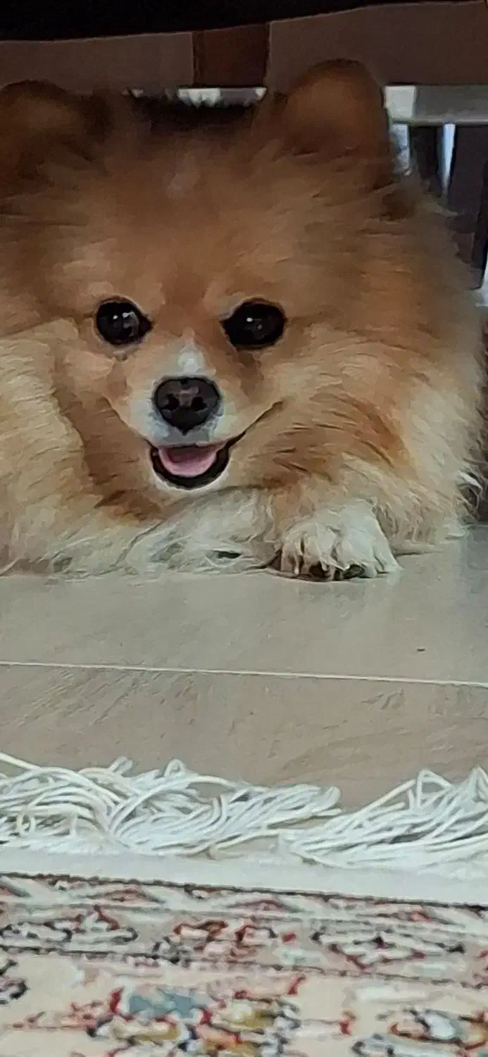 گمشده سگ پامرین|سگ|فولادشهر, C1|دیوار