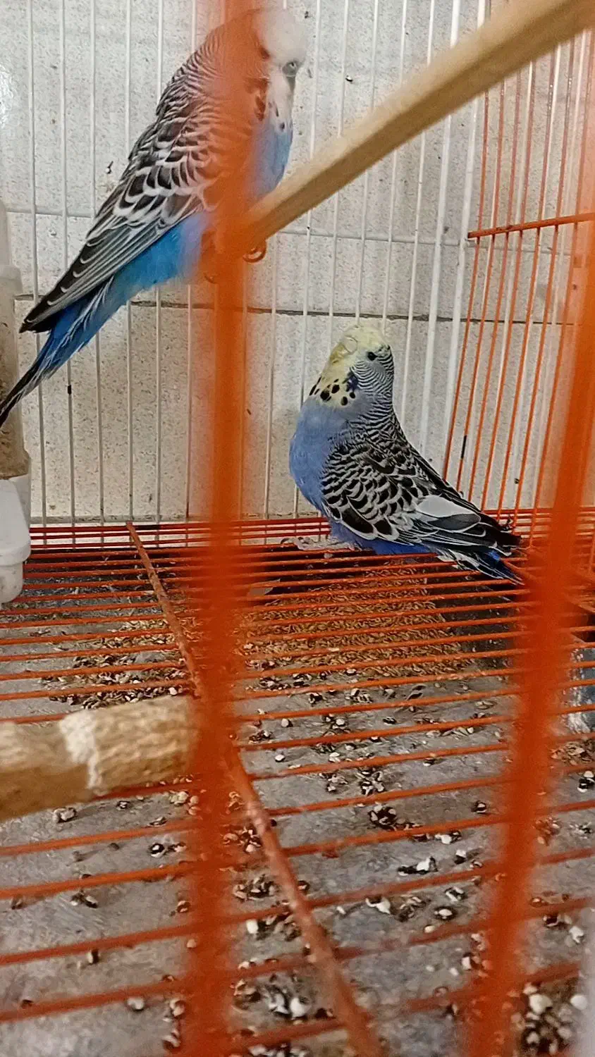 جفت مرغ عشق انگلیسی|پرنده|پاکدشت, پاکدشت (مامازند)|دیوار