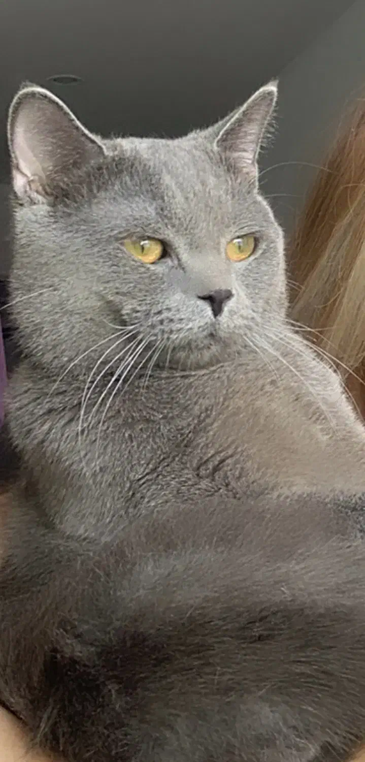 گریه اسکاتیش نر|گربه|یزد, |دیوار