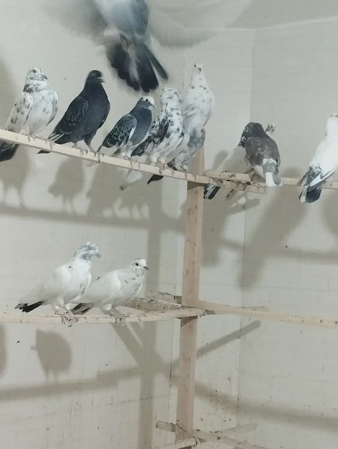 کفتر ی جای|پرنده|شهریار, شهرک امیریه|دیوار