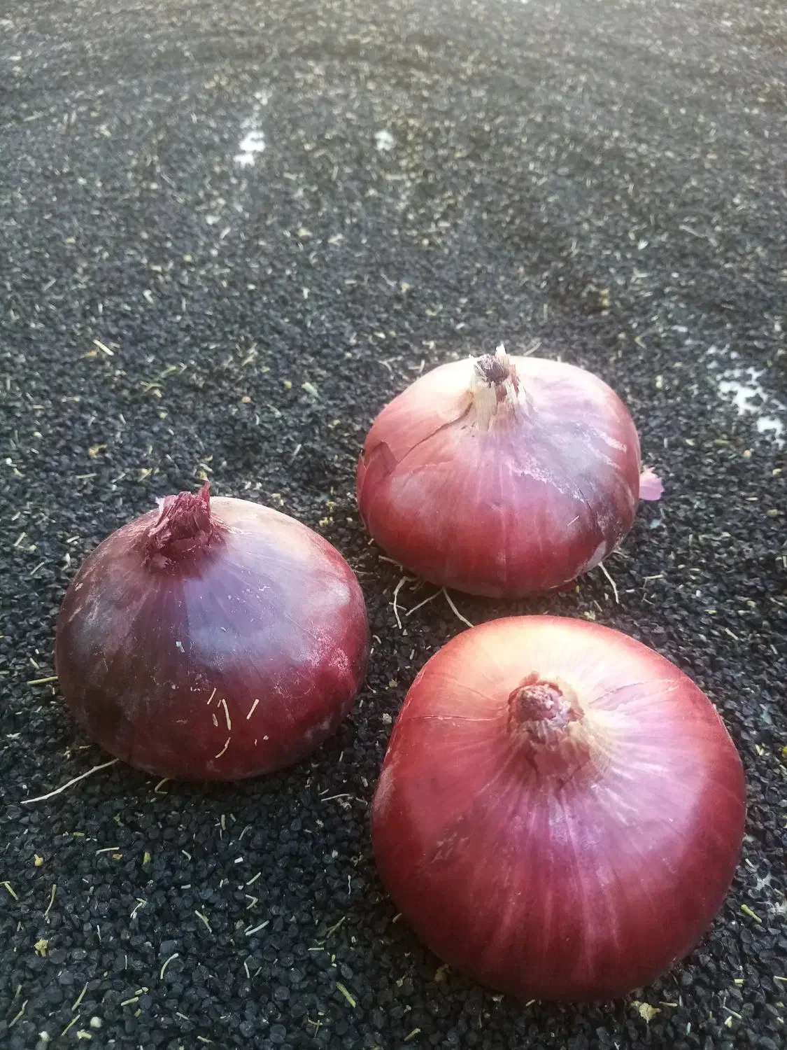 بذرپیاز|حراج|فسا, |دیوار