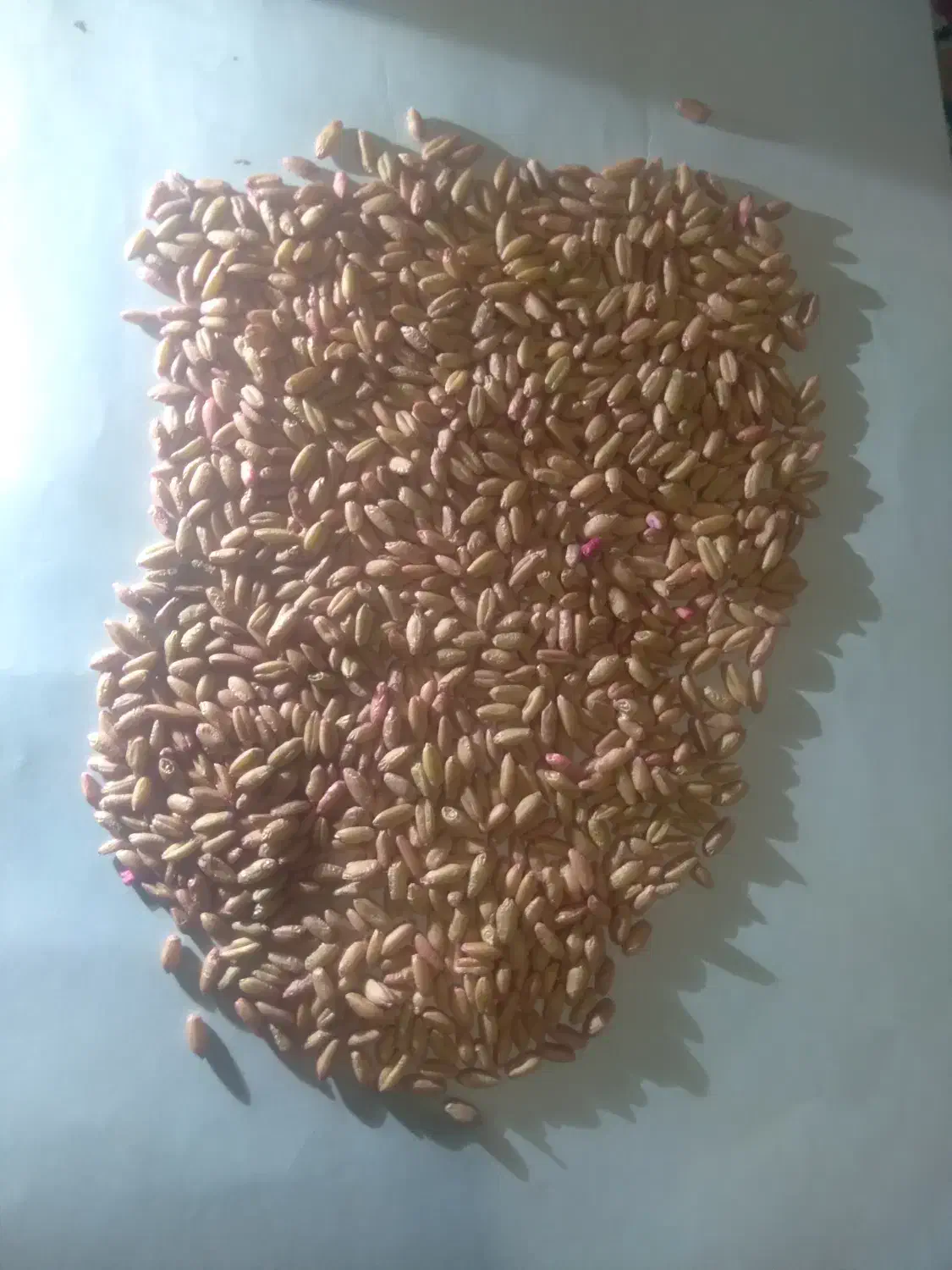 فروش گندم بذری آذر ۲|گل و گیاه طبیعی|فیروزآباد, |دیوار