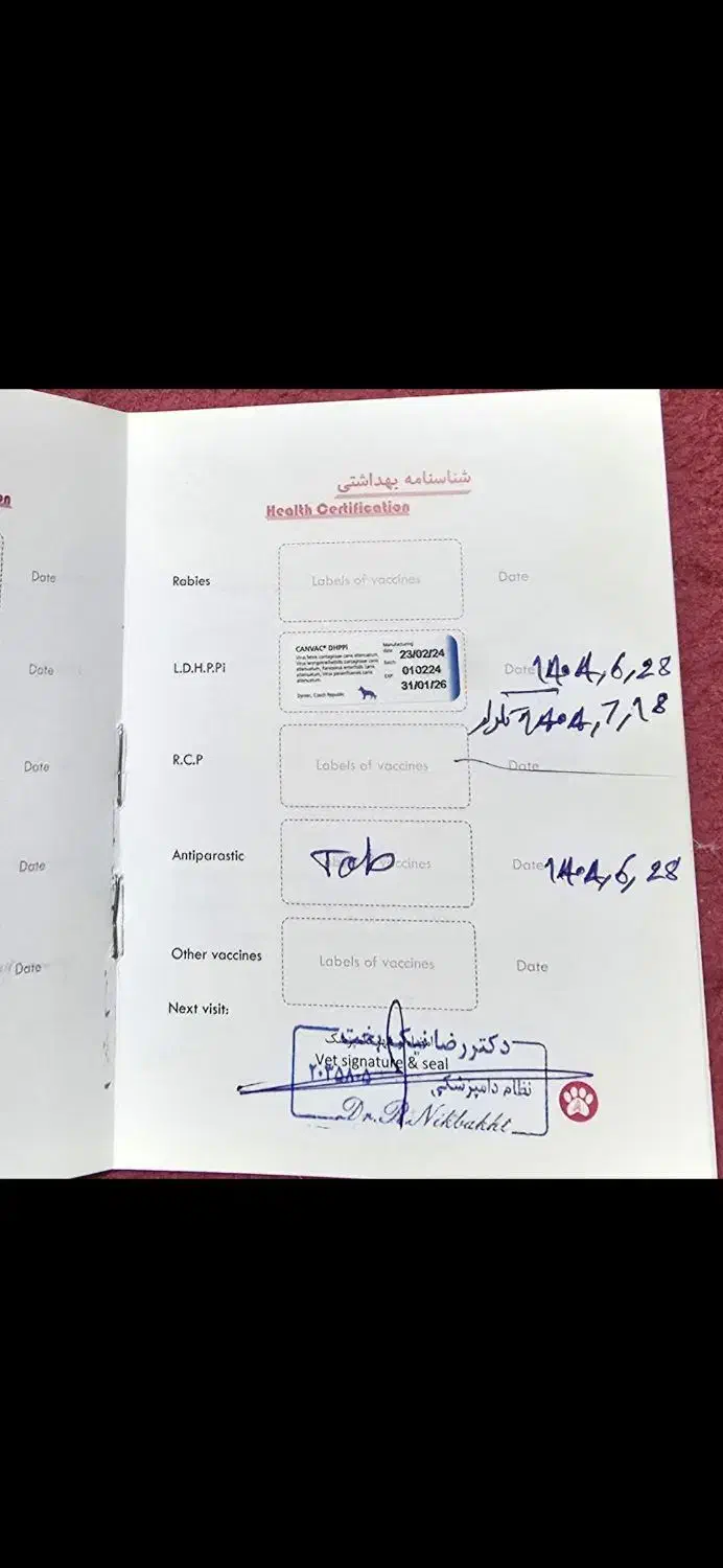 پیت بول|سگ|یاسوج, |دیوار