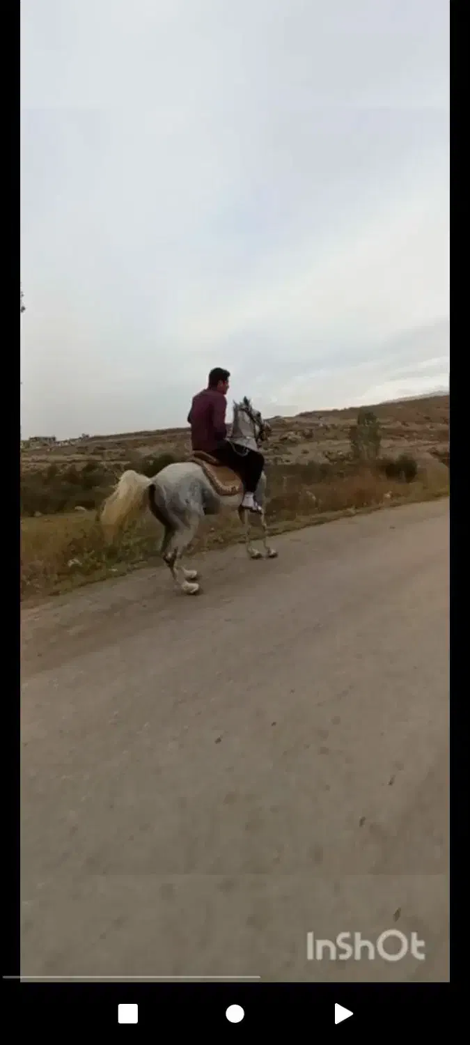 اسب|اسب و تجهیزات اسبسواری|اردبیل, |دیوار