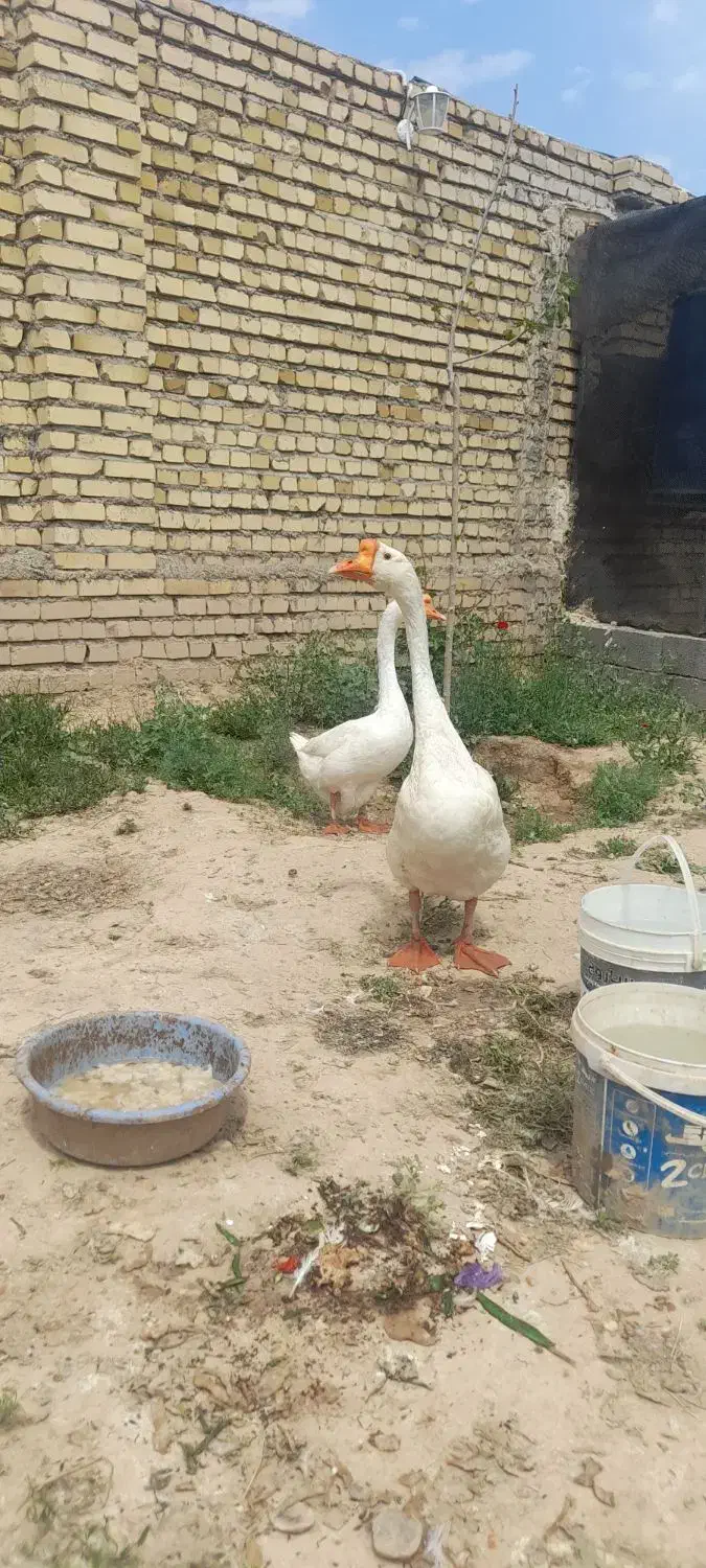 غاز|حیوانات مزرعه|مشهد, مقصود آباد|دیوار