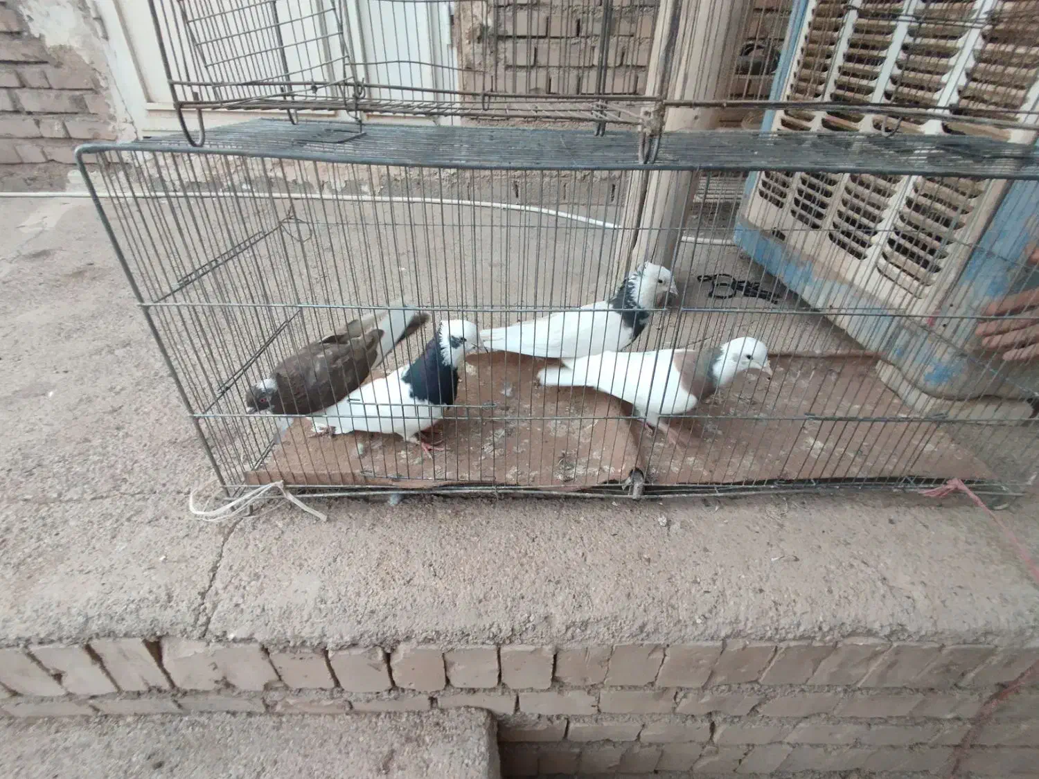 کفتر پرشی|پرنده|شاهین دژ, |دیوار