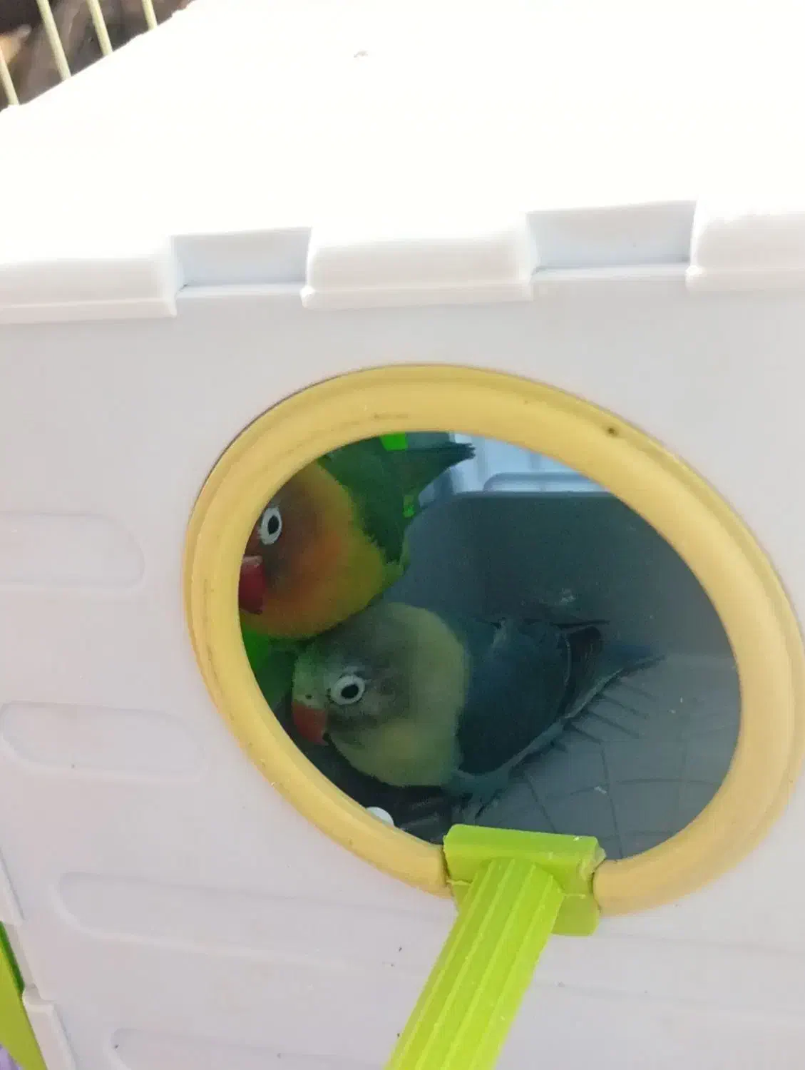 طوطی برزیلی|پرنده|ارومیه, |دیوار