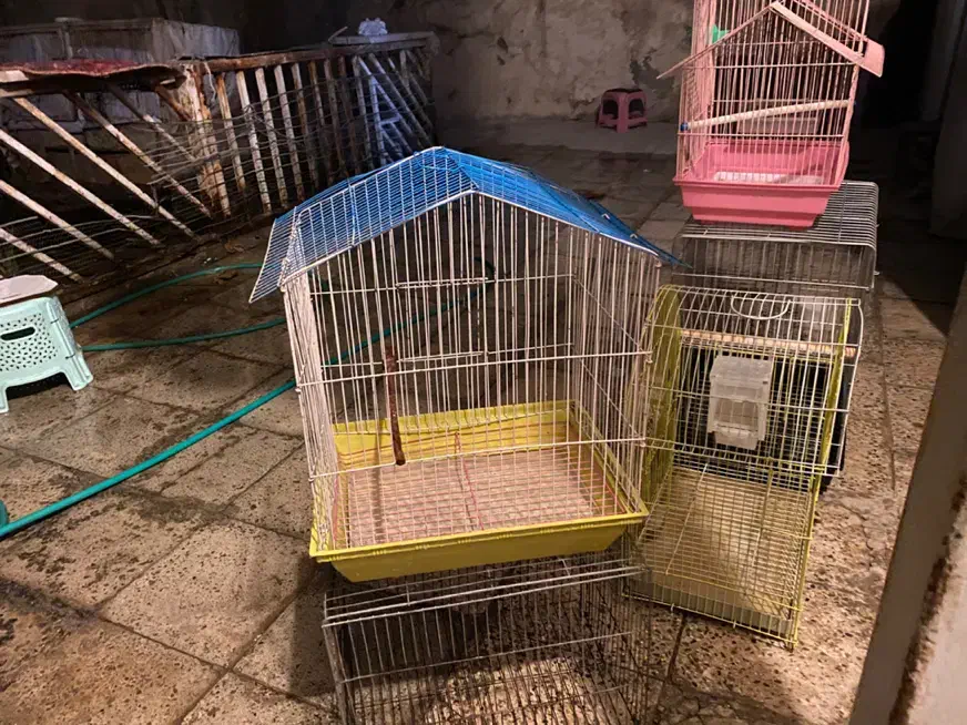 قفس پرنده|لوازم جانبی حیوانات|باغستان, |دیوار