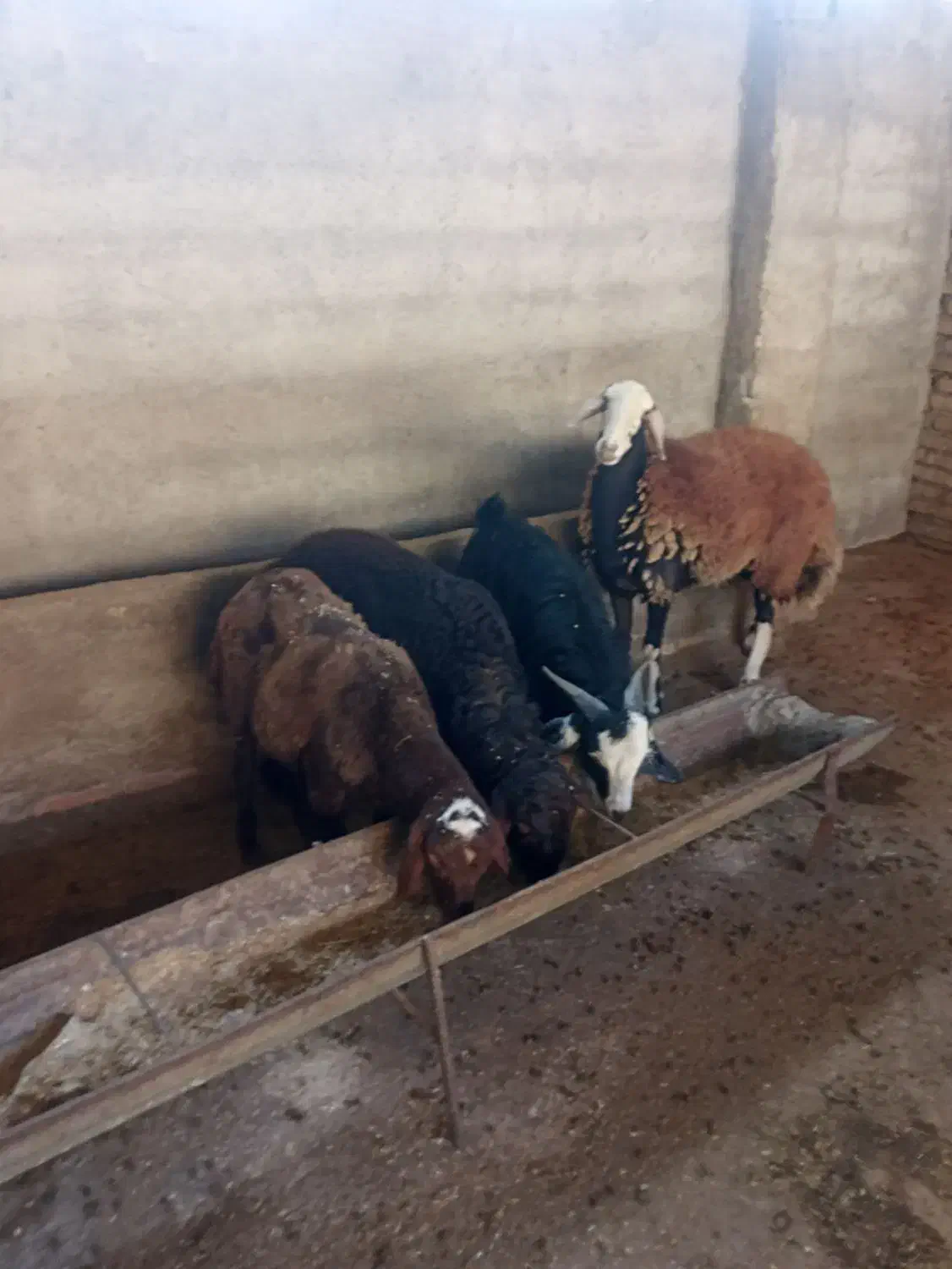 گوسفند چاق|حیوانات مزرعه|آزادشهر, |دیوار