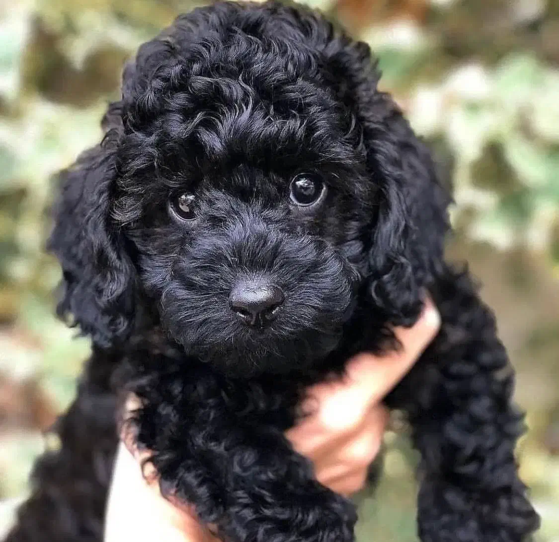 سگ توی پودل رنگ مشکی و دارک رد|سگ|تهران, زعفرانیه|دیوار