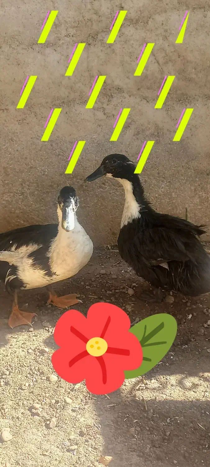 اردو نر و ماده|حیوانات مزرعه|دره شهر, |دیوار