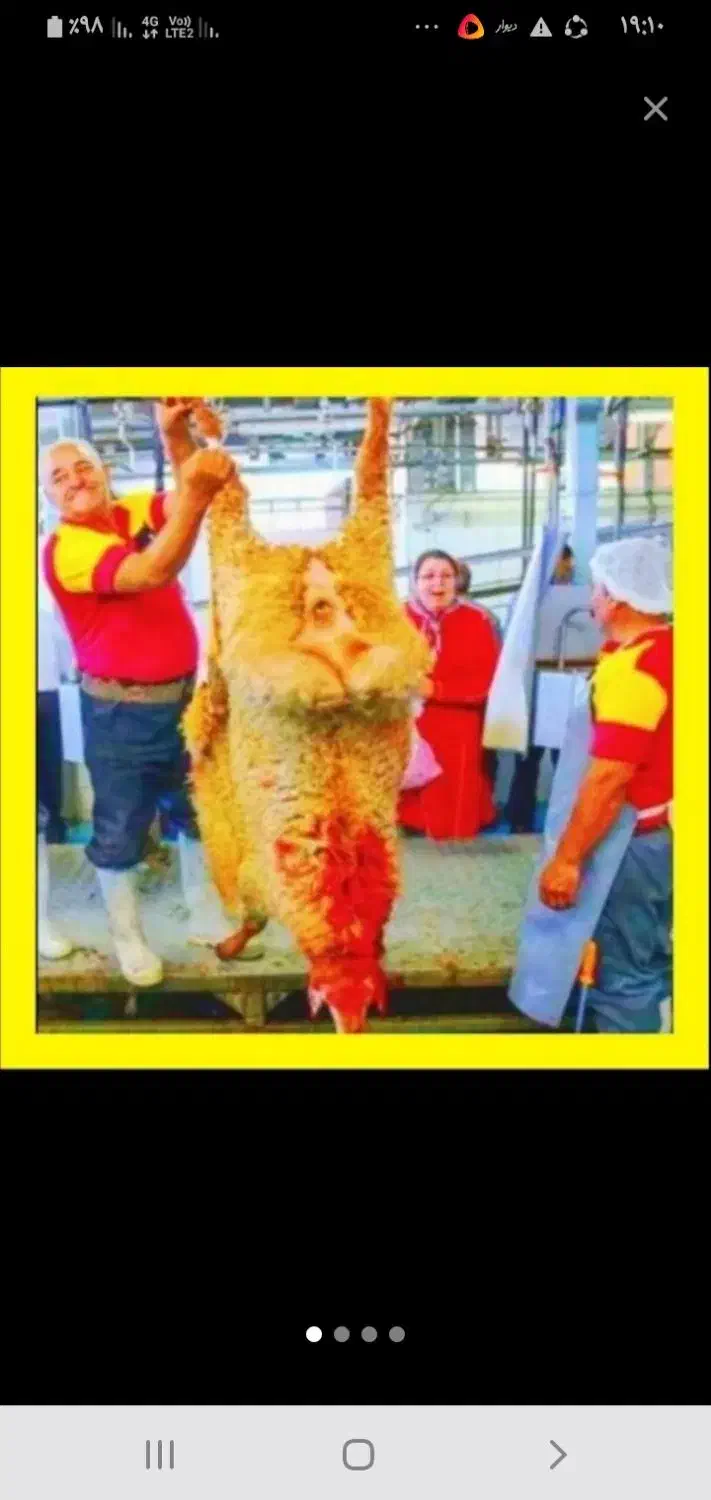 نرینه قلمآبی/زیرنرخ همجا تنظیم بازار×گوسفند.زنده|حیوانات مزرعه|مشهد, عبادی|دیوار