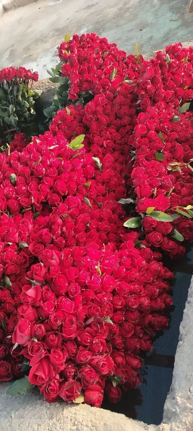 فلور و غیره|گل و گیاه طبیعی|بوئین زهرا, |دیوار