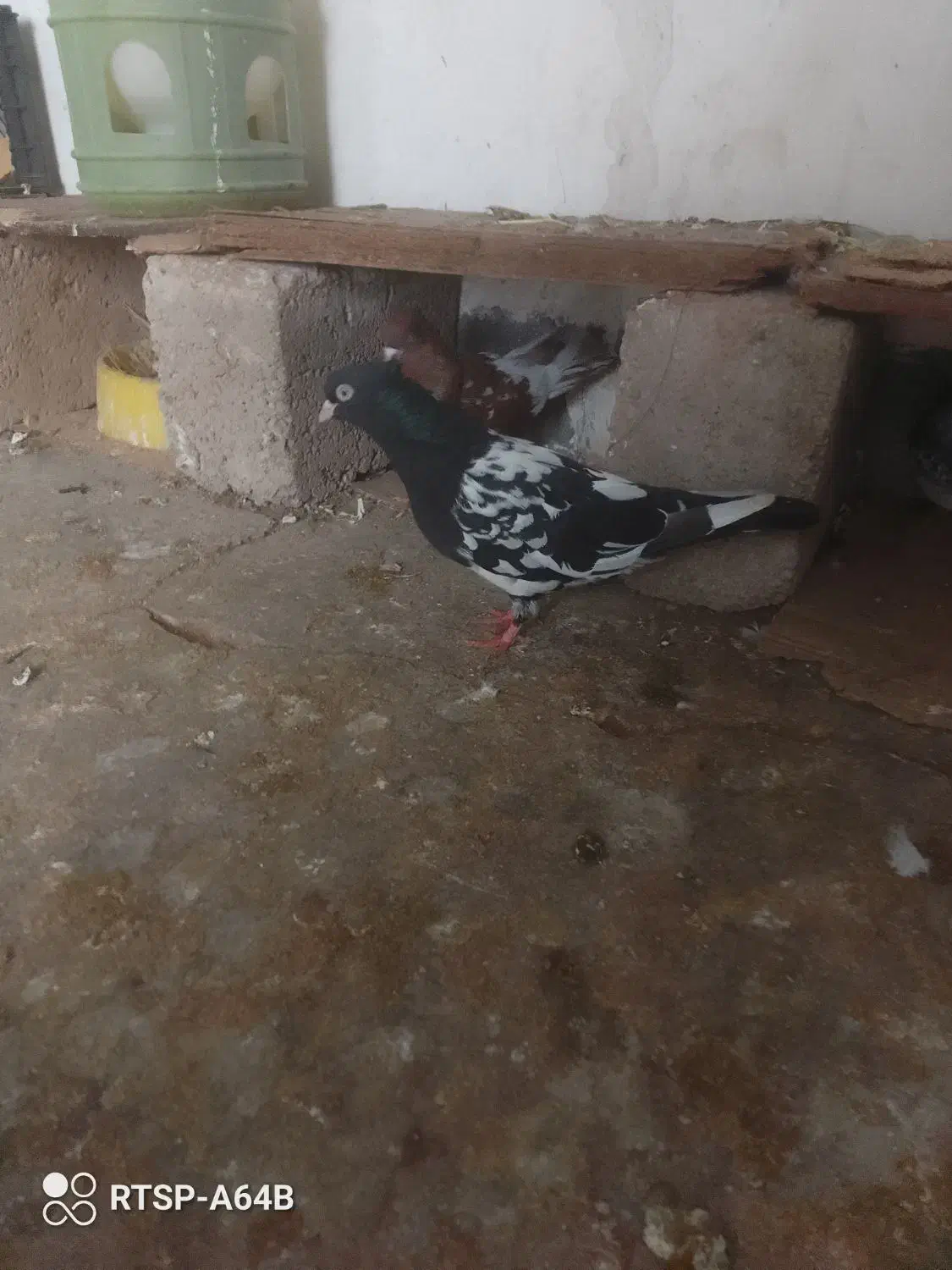 کبوتر کله ای|پرنده|مسجد سلیمان, |دیوار