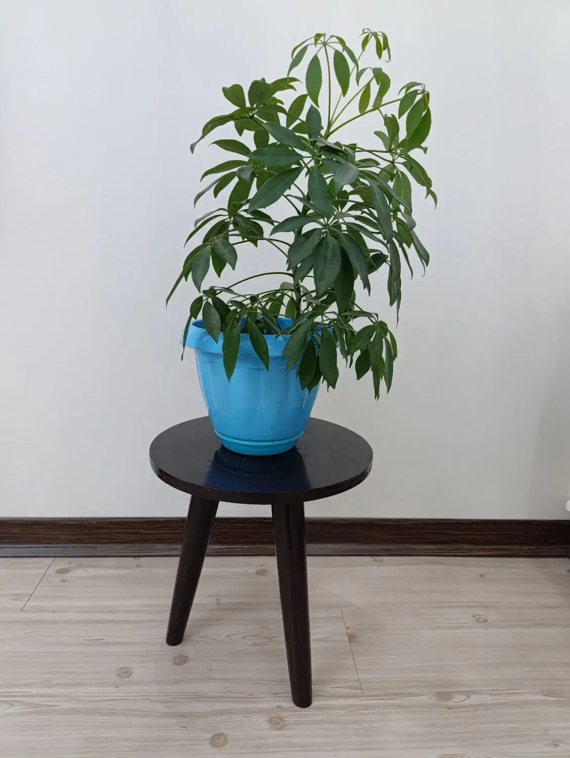 گیاهان آپارتمانی با گلدان های زیبا قیمت مناسب|گل و گیاه طبیعی|کرج, گلشهر|دیوار