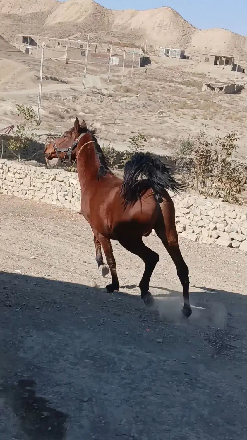 اسب کرد|اسب و تجهیزات اسب‌سواری|بجنورد, |دیوار