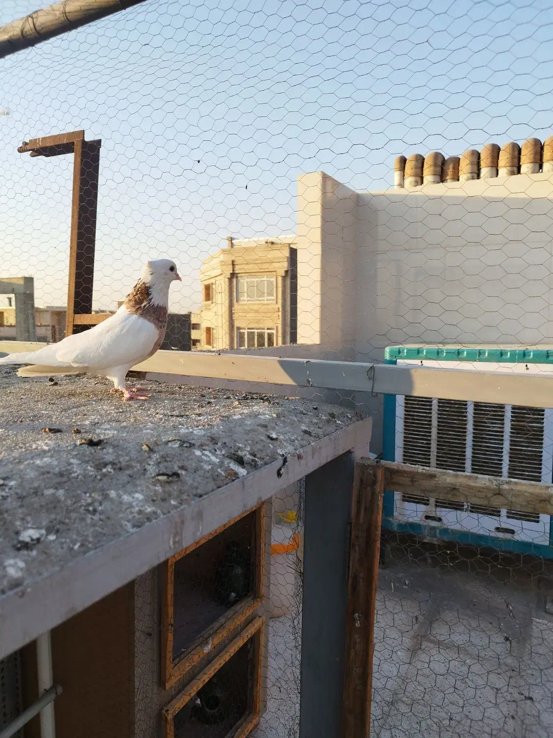 کبوترطوقی هفت رنگ نر|پرنده|شهریار, شهرک وائین|دیوار