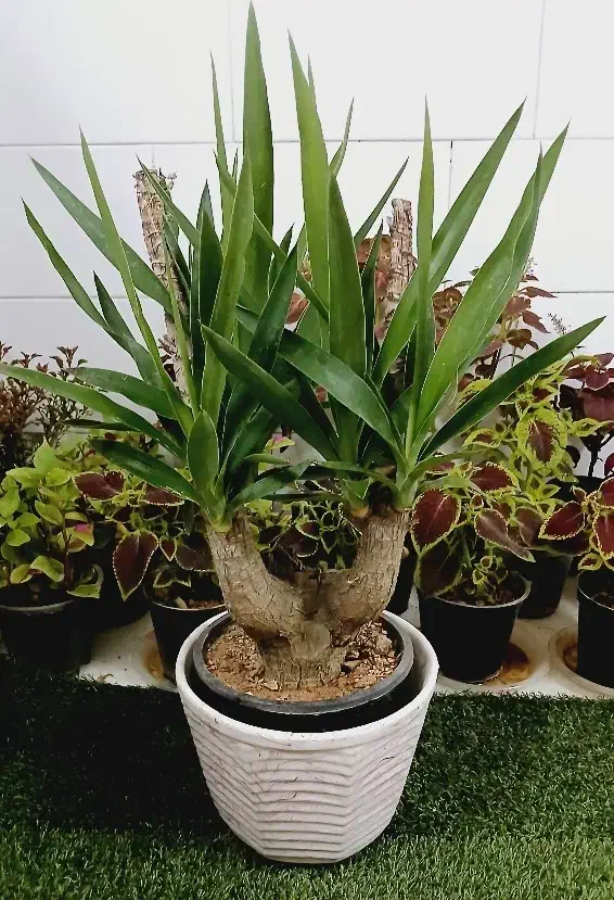 گل یوکا بنسای آگلونما پتوس لیراتا فیکوس آلتیسما|گل و گیاه طبیعی|قم, سنگ بند|دیوار