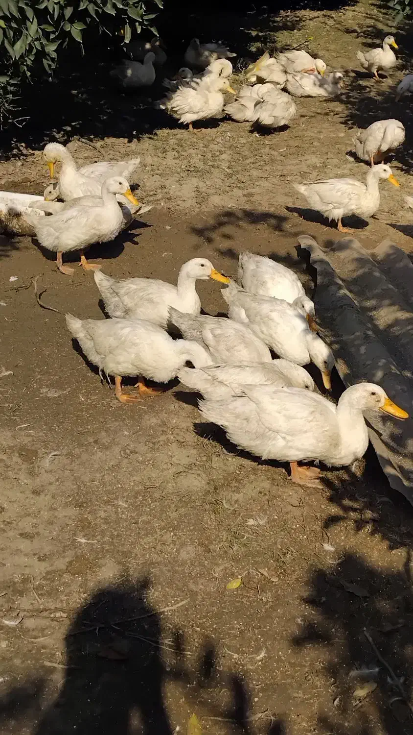 فروش اردک محلی|حیوانات مزرعه|قائم‌شهر, |دیوار