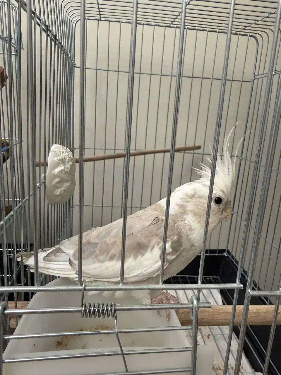 جوجه عروس هلندی آلبینو ابلغ|پرنده|تهران, هفت چنار|دیوار