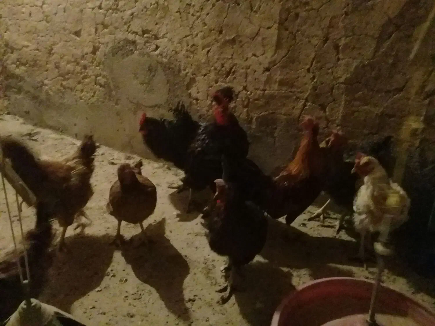 فروش مرغ و خروس|پرنده|قهستان, |دیوار