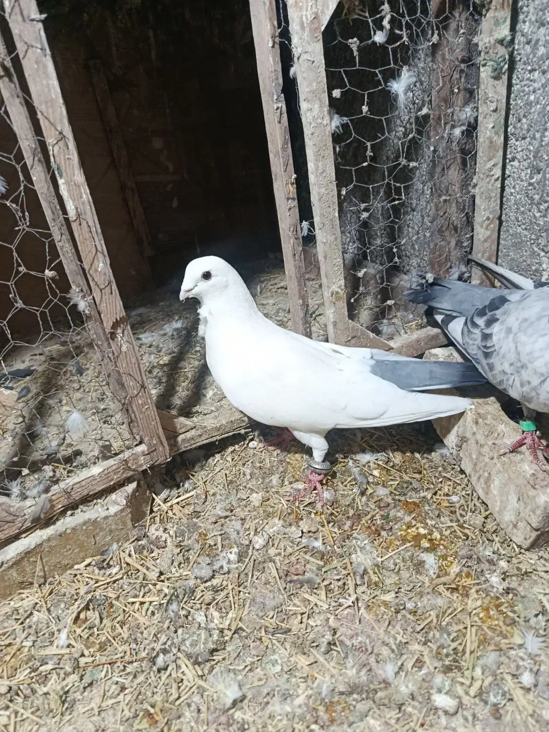 فروش کفتر|پرنده|خوسف, |دیوار