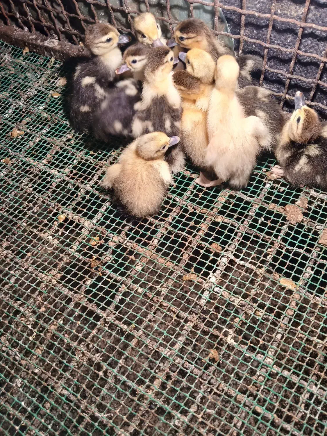 فروش بچه اردک هلندی|حیوانات مزرعه|کیاکلا, |دیوار