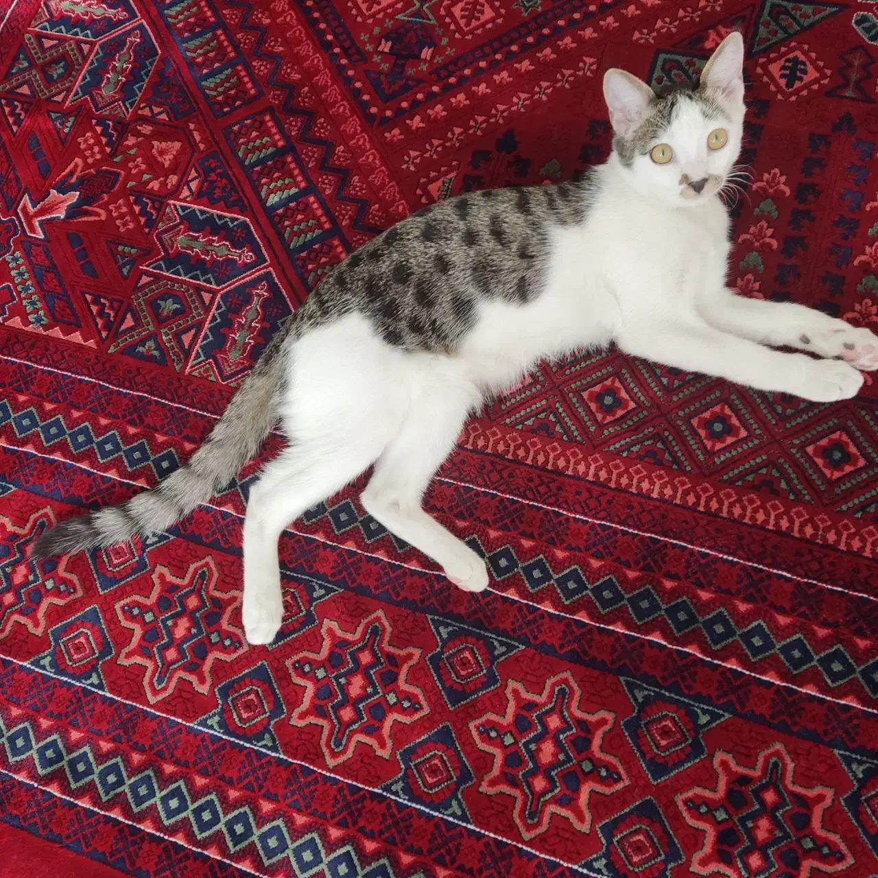 گربه گمشده|گربه|زنجان, |دیوار