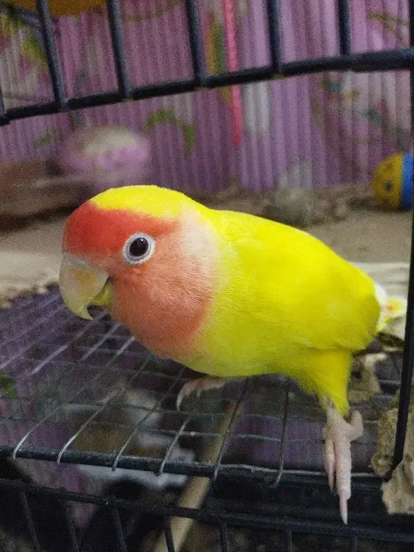 طوطی برزیلی رام|پرنده|ساری, |دیوار