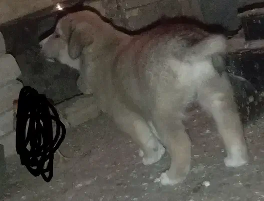 توله سگ|سگ|اسفراین, |دیوار