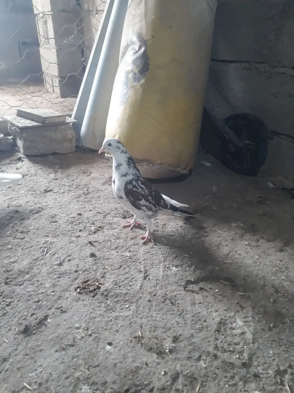 کبوتر پرشی ماده|پرنده|گمیشان, |دیوار