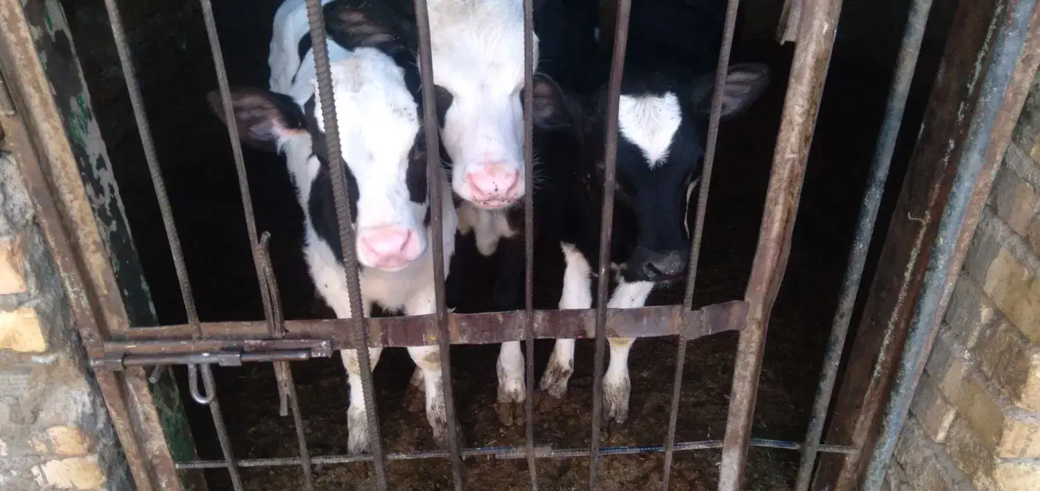 گوساله|حیوانات مزرعه|قنوات, |دیوار