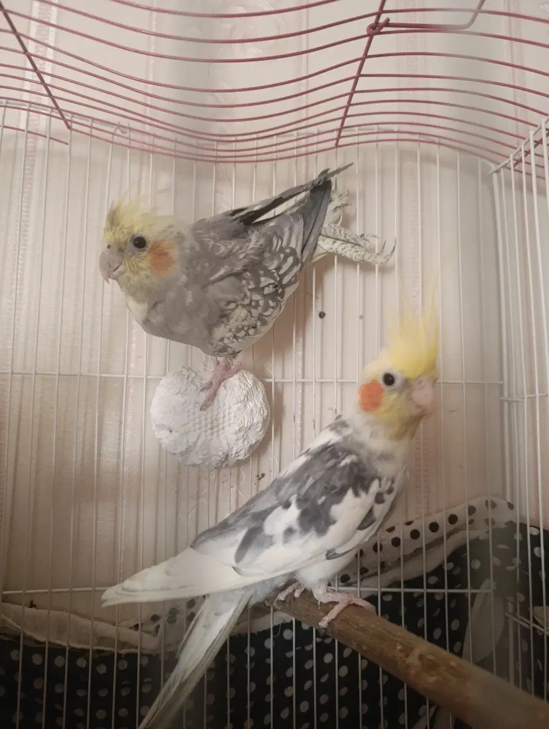 عروس هلندی|پرنده|اسلامشهر, شهرک قائمیه|دیوار