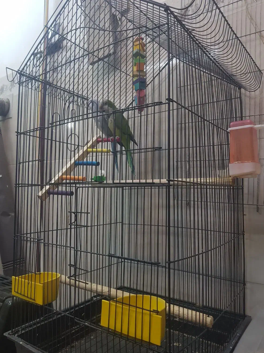 طوطی راهب جفت مولد|پرنده|شاهنجرین, |دیوار