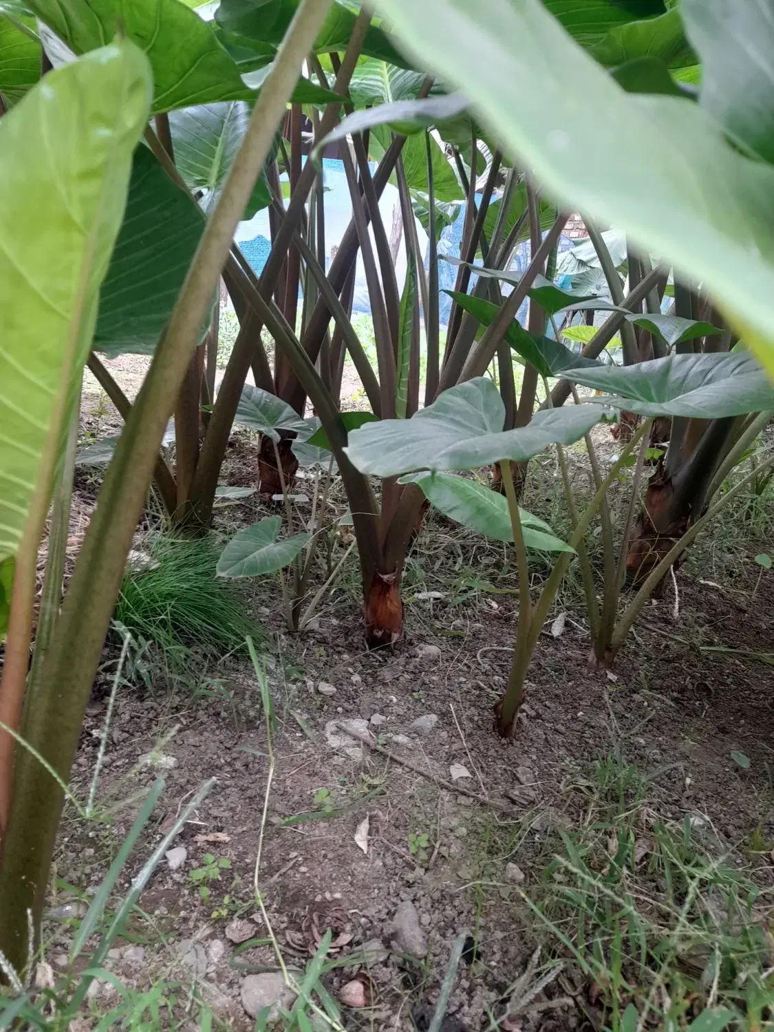 گل بابا آدم|گل و گیاه طبیعی|شاندرمن, |دیوار