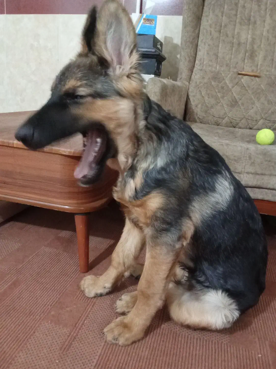 ژرمن ۵ ماهه ماده|سگ|بیستون, |دیوار