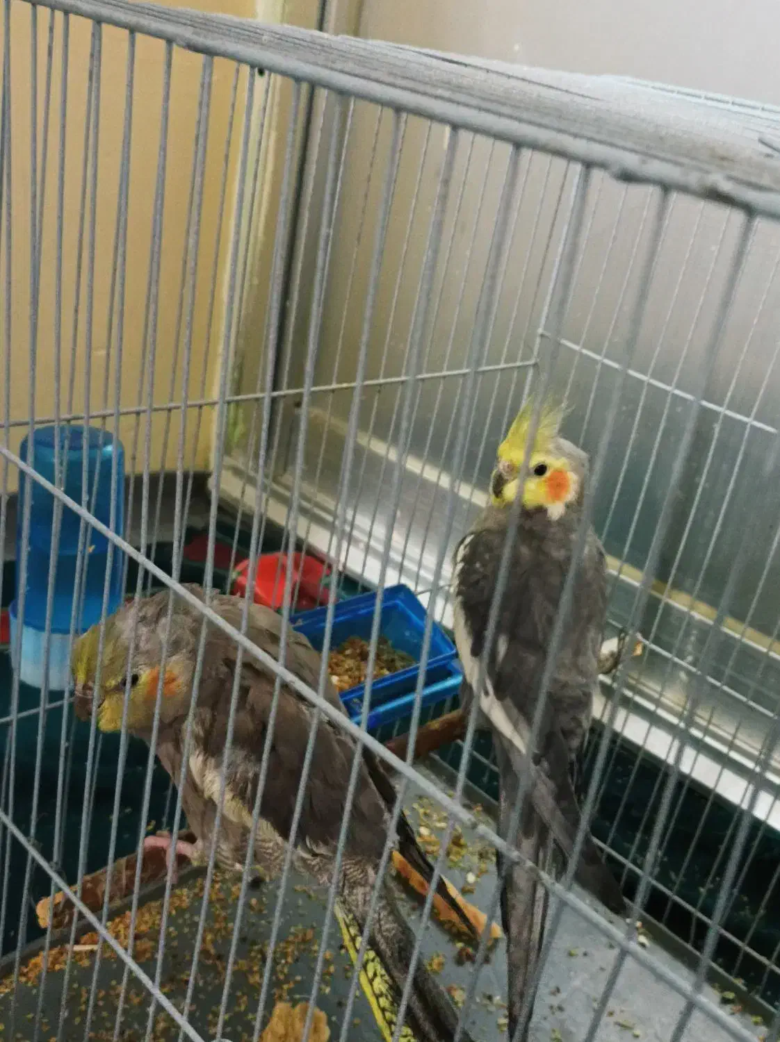 یک جفت عروس هلندی|پرنده|آشخانه, |دیوار